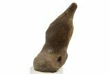 Fossil Troodontid (Troodon) Middle Metatarsal - Montana #382472-1